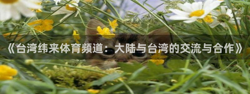 《台湾纬来体育频道：大陆与台湾的交流与合作》